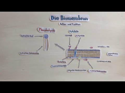 Die Biomembran (I) - Aufbau und Funktion