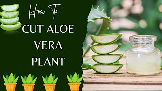 BEST WAY TO PEEL AND STORE ALOE VERA PLANTS - How To Harvest Aloe Vera Plants Step By Step
