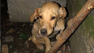 Rescue Poor Pup Was Starving, Bruised, Scared, and Broken...Will Make Warm Your Heart