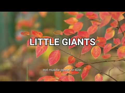 Little Giants ( Proverbs 30:24-28 )    Mission Blessings