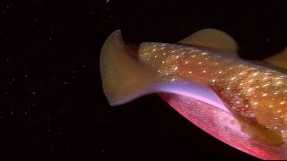 Trains by Sara Lov (featuring Dustin O'Halloran)