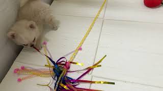 チワワ(ロング)の動画01