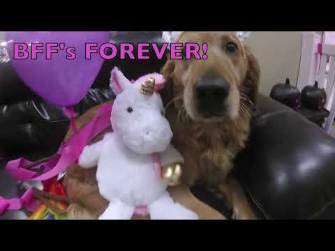 Dog searches for a Unicorn!
