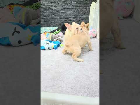 Video 8