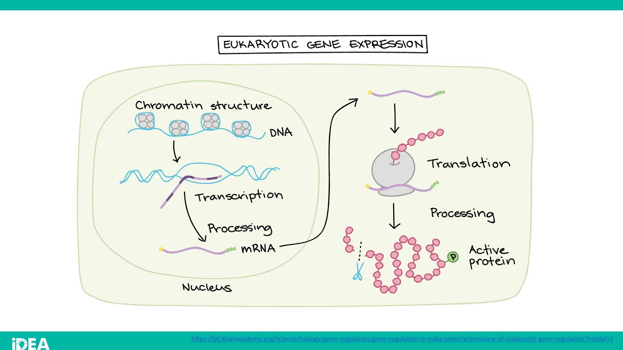 Regulação gênica em eucariontes - Curso online de biologia molecular