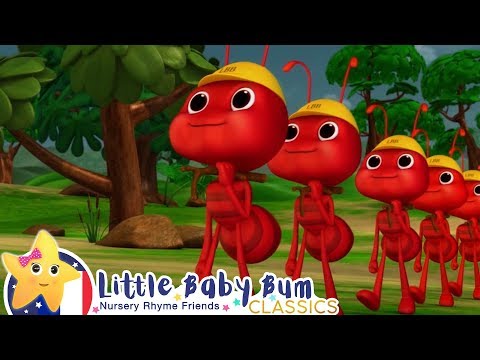 Les Fourmis Marchent | Comptines et Chansons pour Bébés | Little Baby Bum en Français