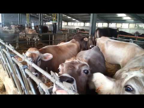 Allevamento bovino "di sola razza bruna" biologico da latte