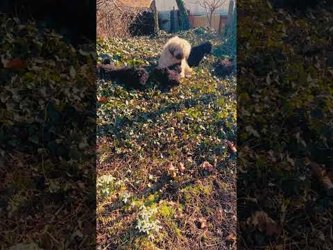 Puli puppy for sale
