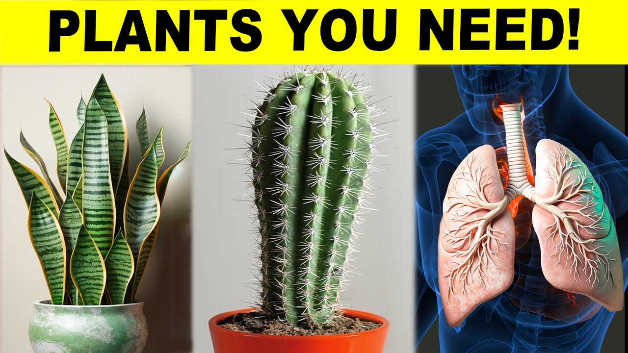 10 Healthy Plants That You Need To Have In Your House!