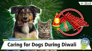 Caring for Dogs During Diwali