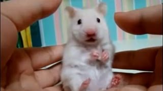 Even Internet Animals Can't Believe Fossil Fools!