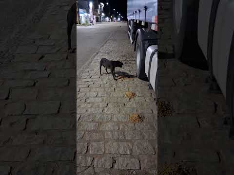 DIVISA ALEGRE MINAS GERAIS BR 116, É UMA BATALHA TODOS OS DIAS PRA AMENIZAR A FOME