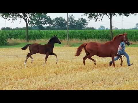 *2019 Stutfohlen v. For Romance I - Londonderry