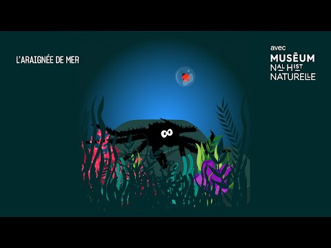 L’araignée de mer, une bestiole bien piquante !