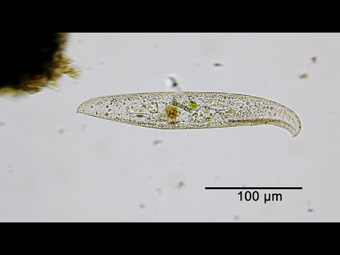 Schnabeltierchen (Loxodes magnus)