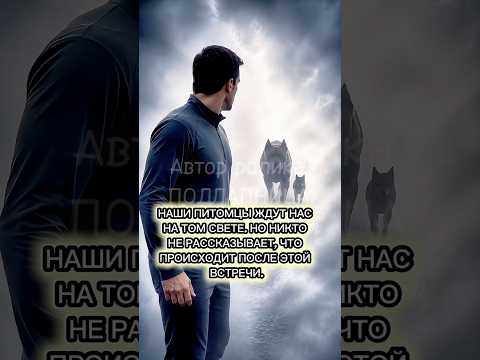 #Подлапница #ИсторииОЖивотных #СобакиИКошки #ЛюбовьПитомцев #Животные
