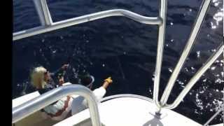 Another Sailfish, it's "Old Hat"