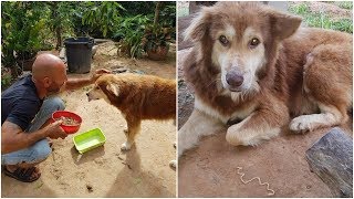 His owner left him behind, Street dog attacked him so he lost trust in everyone