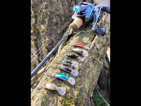 22 Aldebaran bfs HG and 1,5 grm Salmo Hornet crankbait #bfsfishing