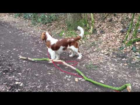 Skandal! Hundearbeit im Münsterland. Hund als Holztransporter missbraucht.