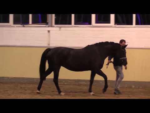 Diamond Deluxe und seine Mutterstuten