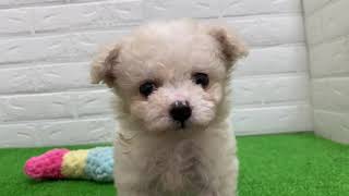 ハーフ犬の動画01