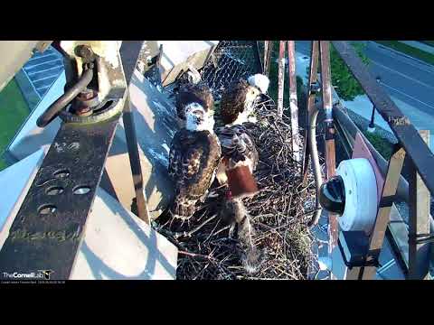 Loud Vocalizations and Feeding After a Prey Delivery On Cornell Hawks Cam – June 3, 2019