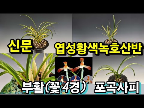 유튜브 썸네일