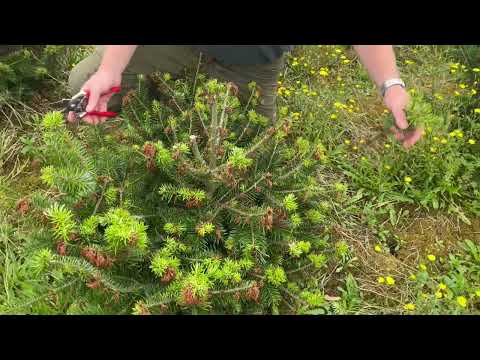 Reparation af frostramt juletræ. Yngre træer - tre forskellige eksempler.