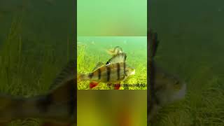 Perch attack a lure underwater. #shorts #fishing #new