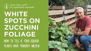 White Spots on Zucchini Foliage | How to Tell if It