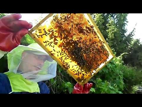 a helminták és fonálférgek kezelése porok a nemi szemölcsökhöz