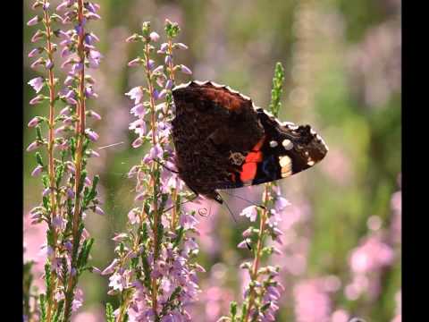 Es pārnākšu. Leijerkastnieki.