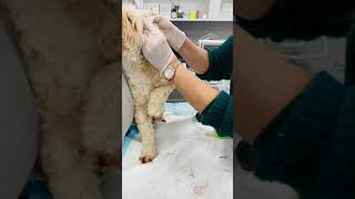 Ear Cleanings @ The Melrose Vet   Get your pet's ears cleaned!