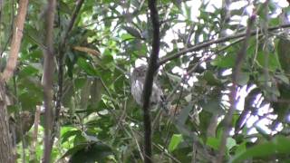 preview picture of video 'Ferruginous Pygmy Owl (Glaucidium brasilianum)'