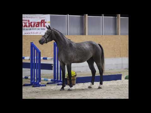 Jolina (Van Gogh x Classic)