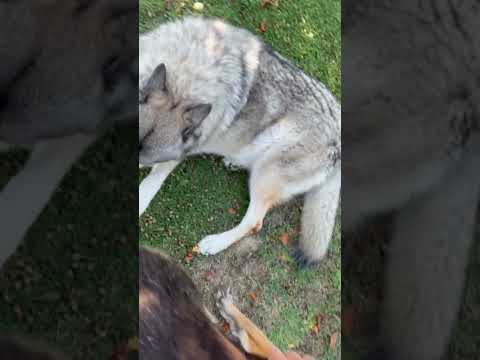 Leon Seti - August (glacial dance version) [GLRS Remix]