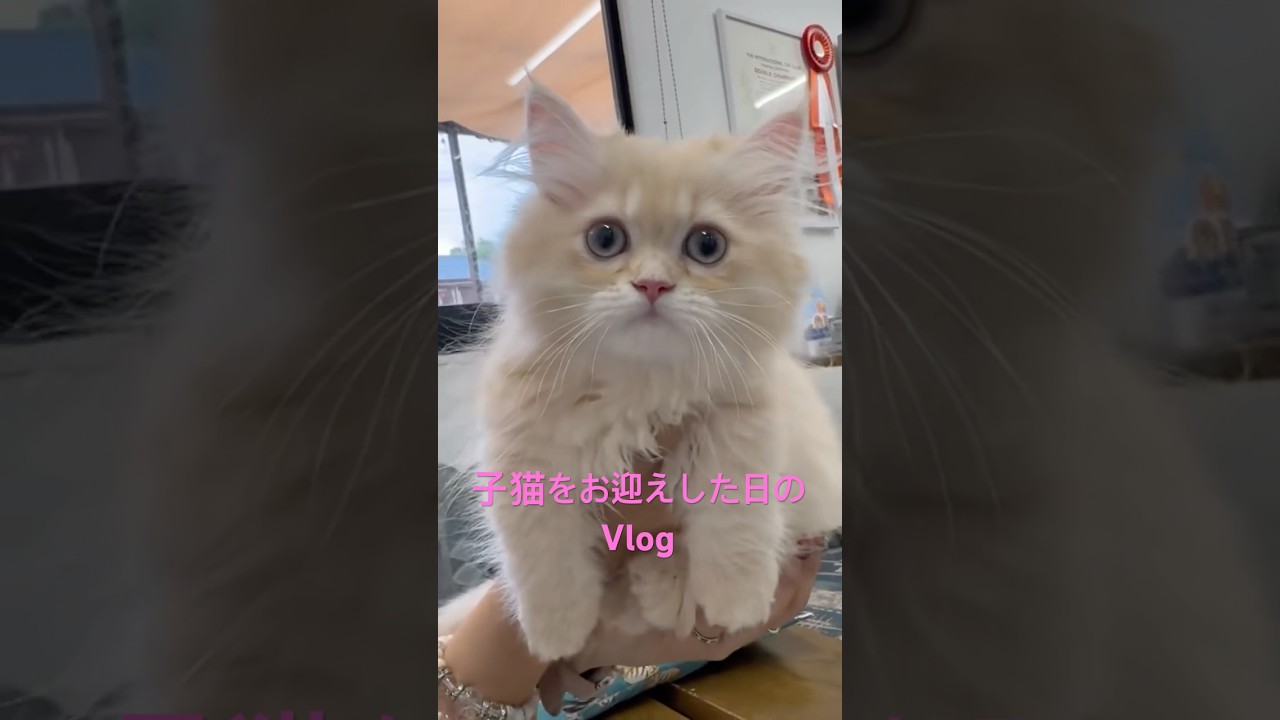 子猫お迎えVlog〜まめたのTikTok開設〜