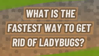 What is the fastest way to get rid of ladybugs?