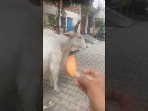 #cow #shortsfeed #shorts #youtubeshorts #animals #gaumata