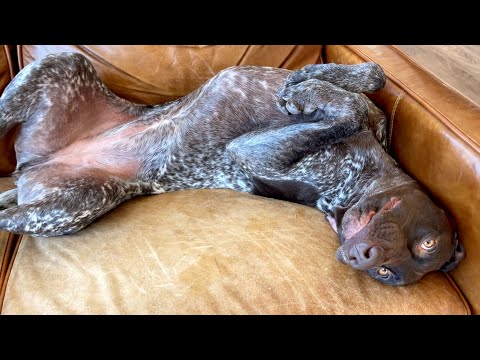 10 Funny Things About My Dog | German Shorthaired Pointer | GSP Dog