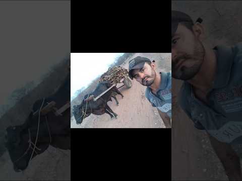 A SECA NO NORDESTE TAMBÉM ESTÁ CASTIGANDO EM OURO BRANCO NO RIO GRANDE DO NORTE