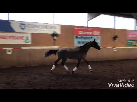 Wallach von First Ampere geb. 2016  FOR SALE