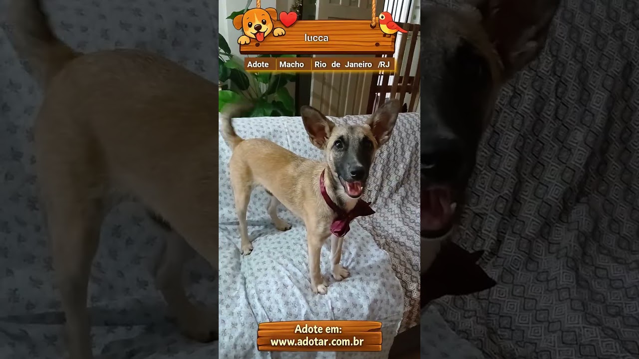 Cachorro raça SRD-ViraLata idade 1 ano nome lucca