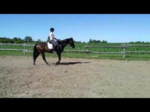 Fiador's Forté - free walk