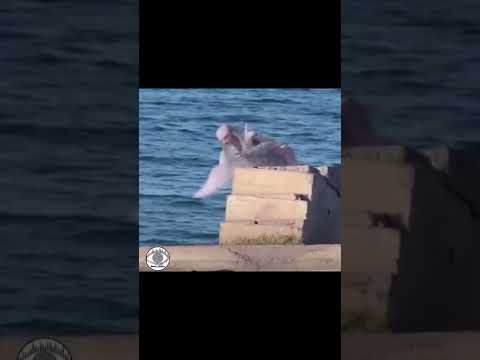 mermaid caught on camera #shorts