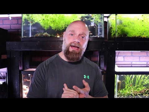 Why Do Fish Die? How to Figure Out Why Your Fish are Sick or Dying!