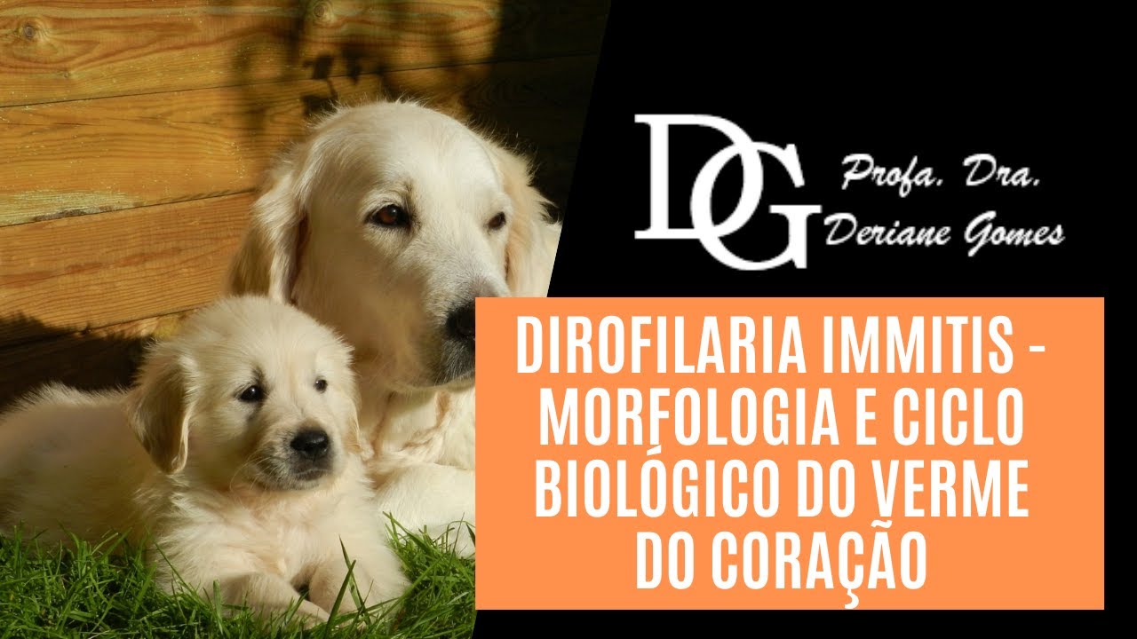 066. Dirofilaria immitis - Morfologia e Ciclo Biológico do Verme do Coração