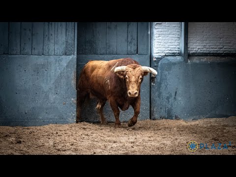Sorteados los toros de Algarra y Baltasar Ibán para la corrida Goyesca