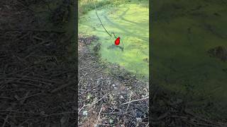 The Creepy Water Hole Where Fish Are Caught Alive